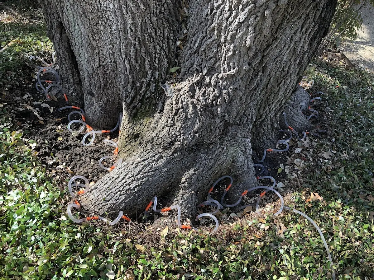 Detailed Tree Cabling and Bracing job site in Vernon Hills