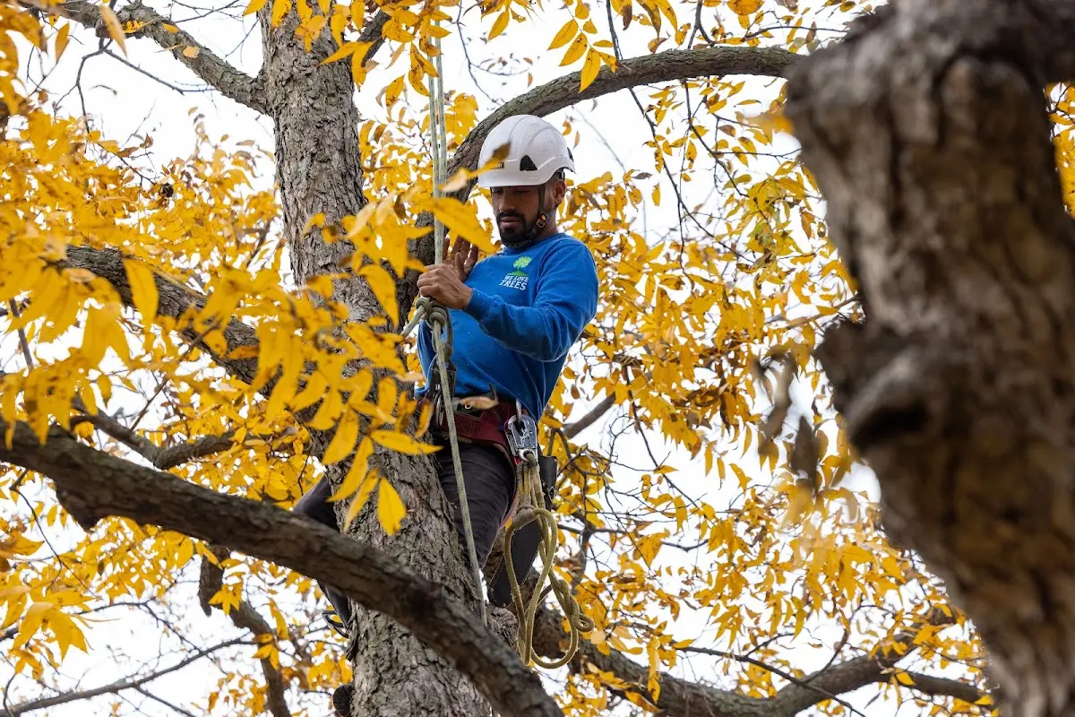 Skilled Tree Pruning crew working in Vernon Hills